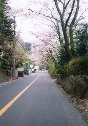 桜が綺麗に咲いていました。でも、歩道が無いので車が怖かった・・・