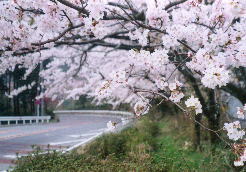国道沿いの桜。ちょうど良い時期でした♪