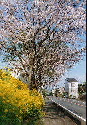 桜と菜の花・・・きれいな色合いを見せていました