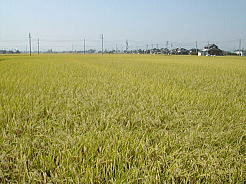 一面に拡がる黄金色の田園風景！