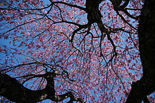桜を下から見上げてみる