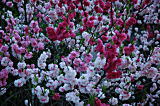 桜かと思ったけど違そう・・