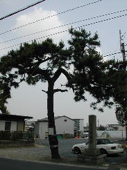 肩替えの松