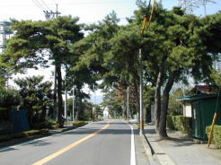 垂井の松並木。美濃路沿いで松並木が見れるのはここだけです