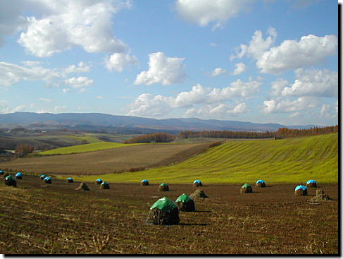 藁を積んだこの風景・・・北海道でよく見られる光景です